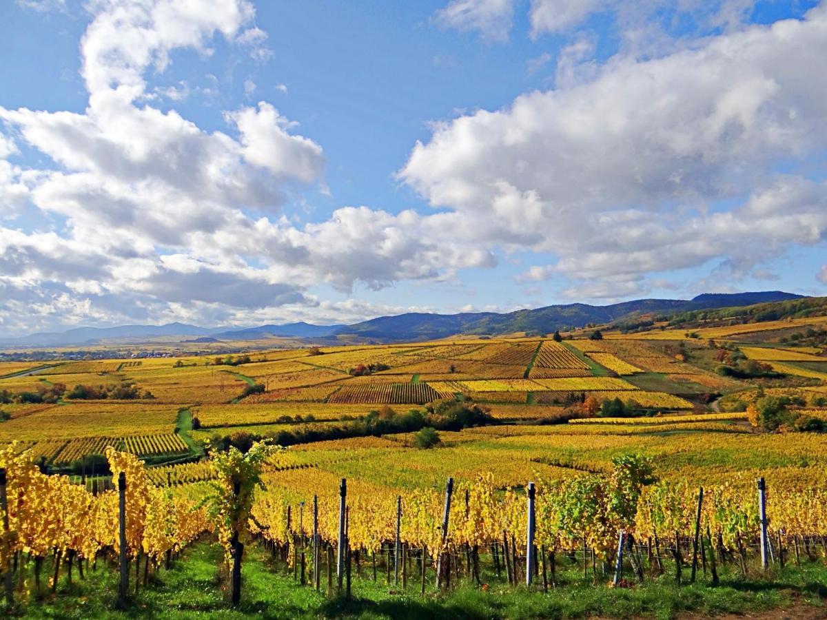 Au Coeur Des Vignes Daire Bergheim Dış mekan fotoğraf