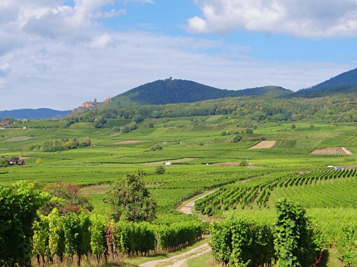 Au Coeur Des Vignes Daire Bergheim Dış mekan fotoğraf