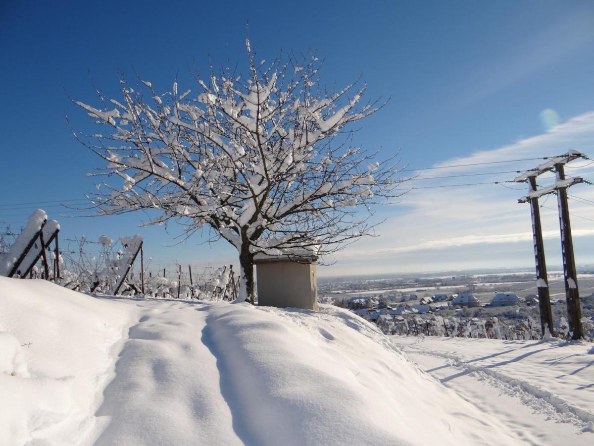 Au Coeur Des Vignes Daire Bergheim Dış mekan fotoğraf