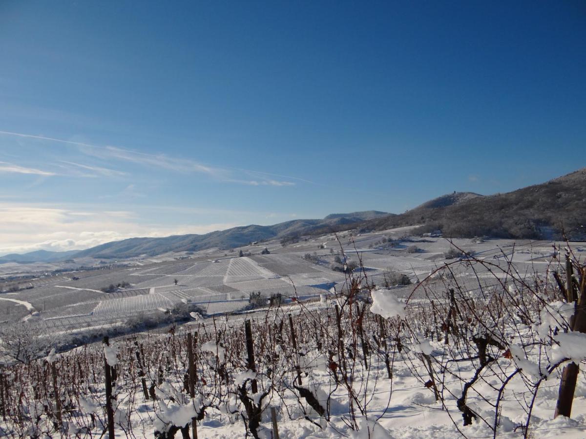 Au Coeur Des Vignes Daire Bergheim Dış mekan fotoğraf