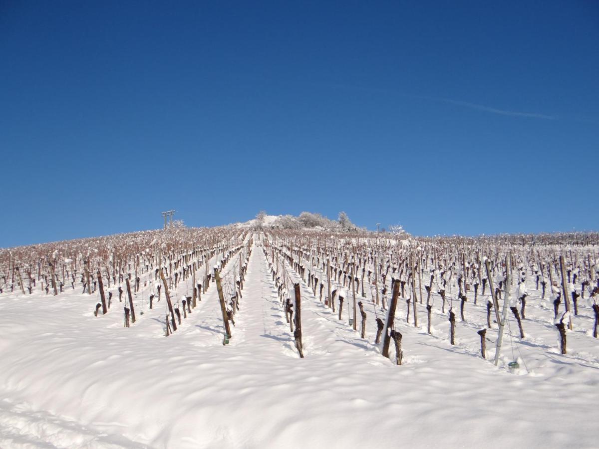 Au Coeur Des Vignes Daire Bergheim Dış mekan fotoğraf