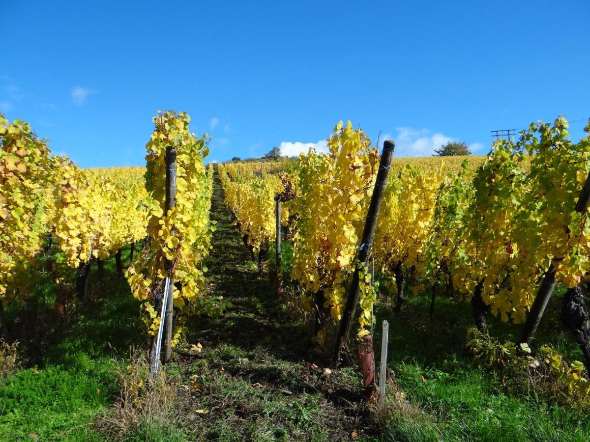 Au Coeur Des Vignes Daire Bergheim Dış mekan fotoğraf