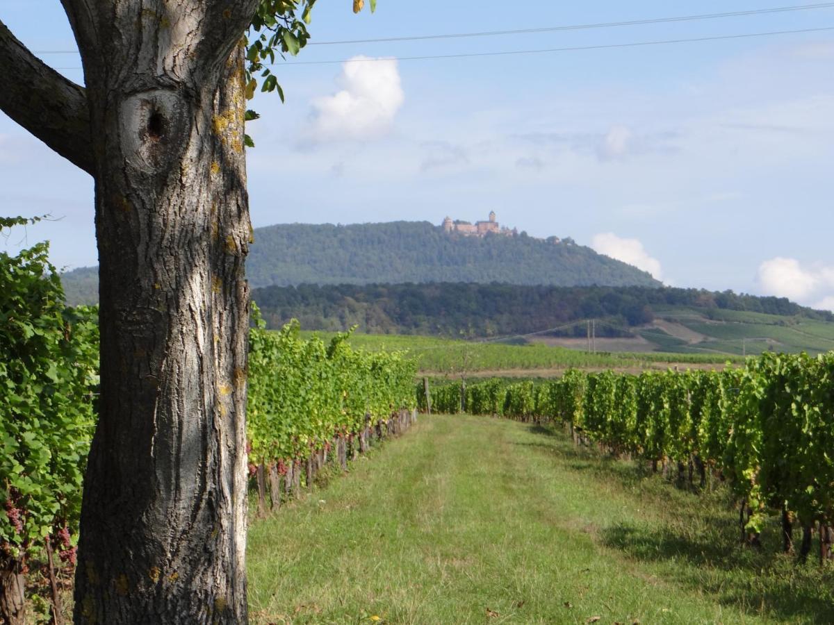 Au Coeur Des Vignes Daire Bergheim Dış mekan fotoğraf
