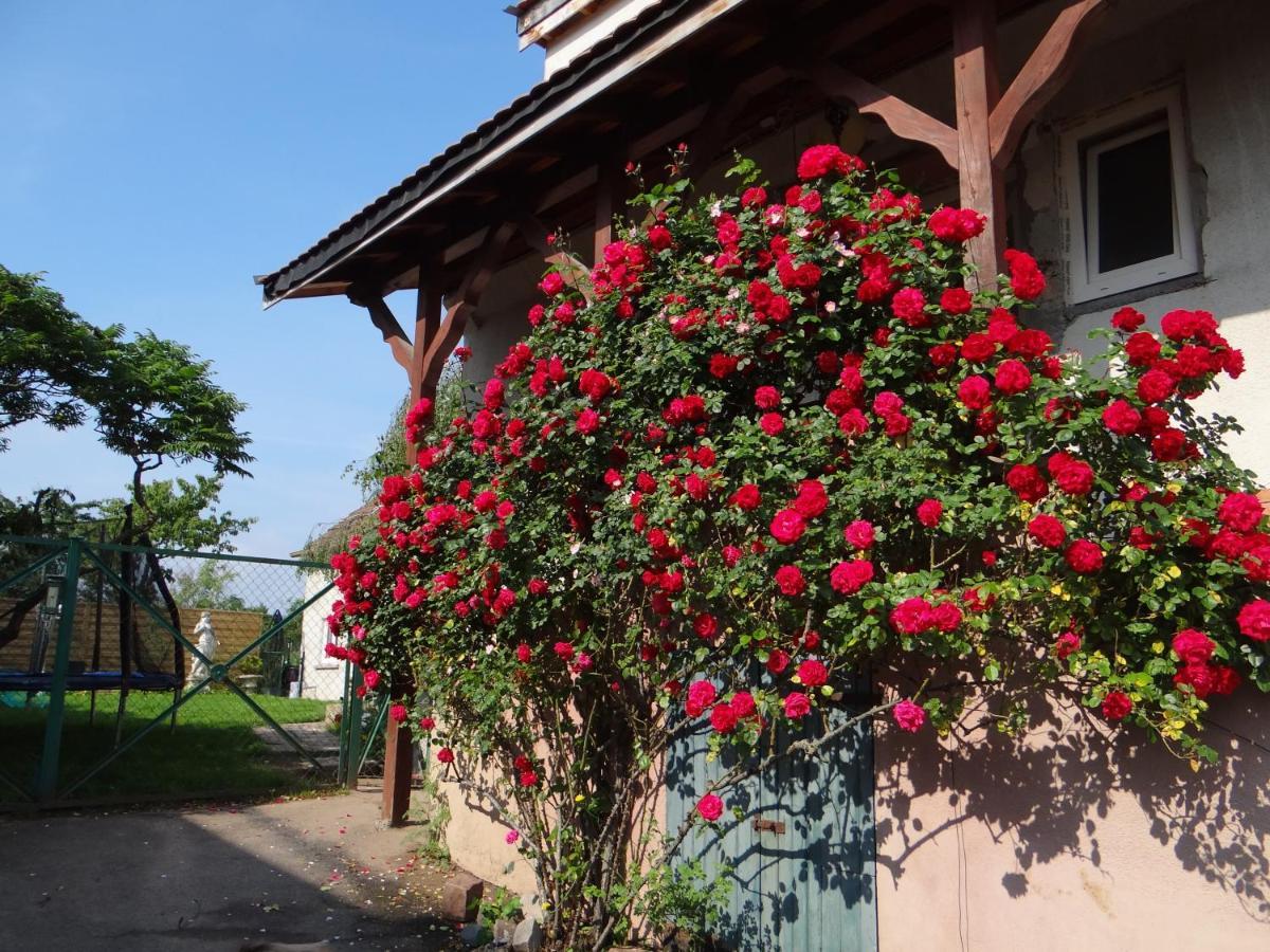 Au Coeur Des Vignes Daire Bergheim Dış mekan fotoğraf