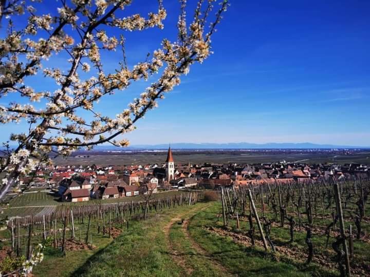 Au Coeur Des Vignes Daire Bergheim Dış mekan fotoğraf