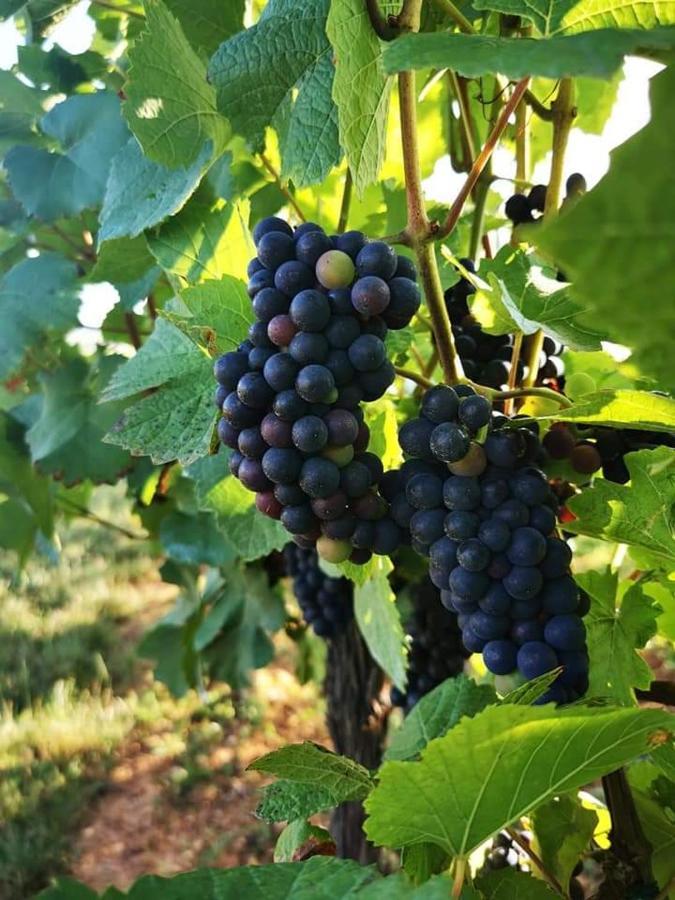 Au Coeur Des Vignes Daire Bergheim Dış mekan fotoğraf